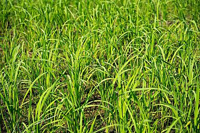 《暗喻幻想：ReFantazio》Steam峰值超8.5万 创单人JRPG最高记录