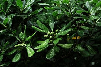 《守望先锋：归来》新限时模式“奥林匹斯之战” 1月5日上线